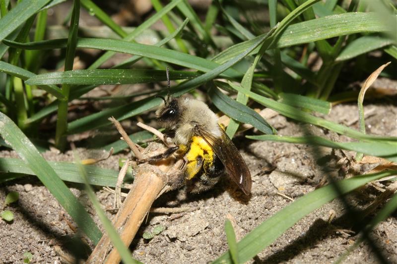 Andrena sp., femmina (Apidae Andreninae)